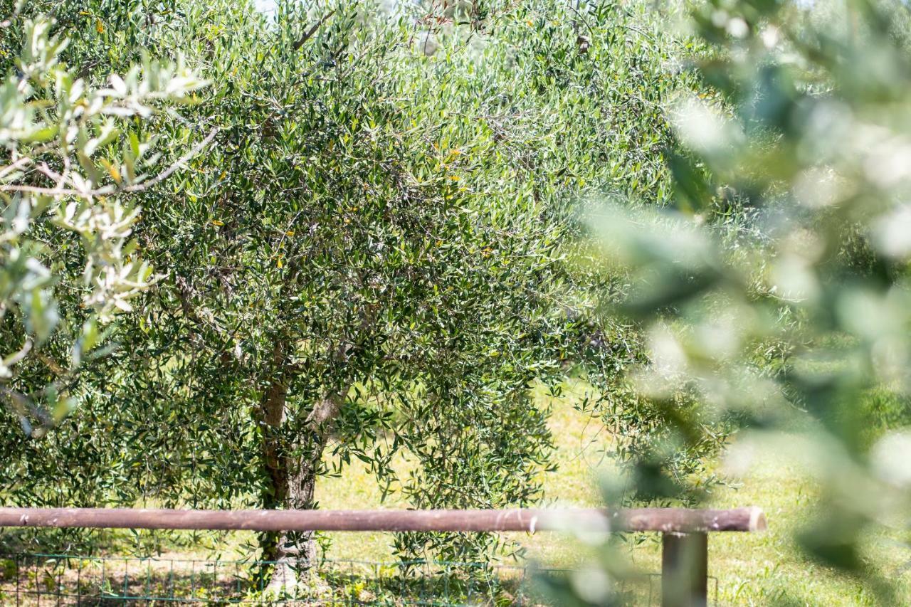 Agriturismo Filettro Volterra Eksteriør billede